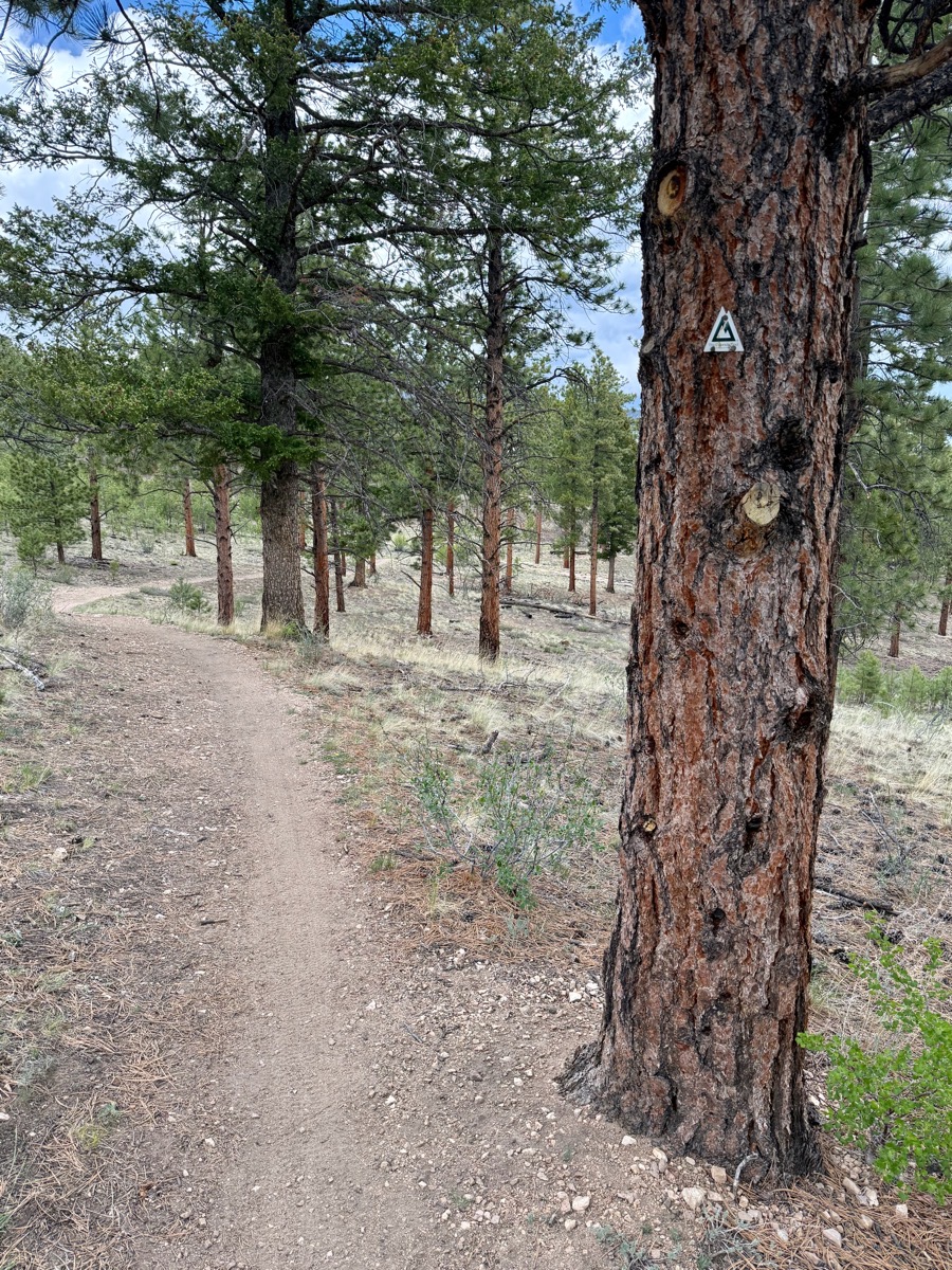 Tree emblazoned with Colorado Trail marker