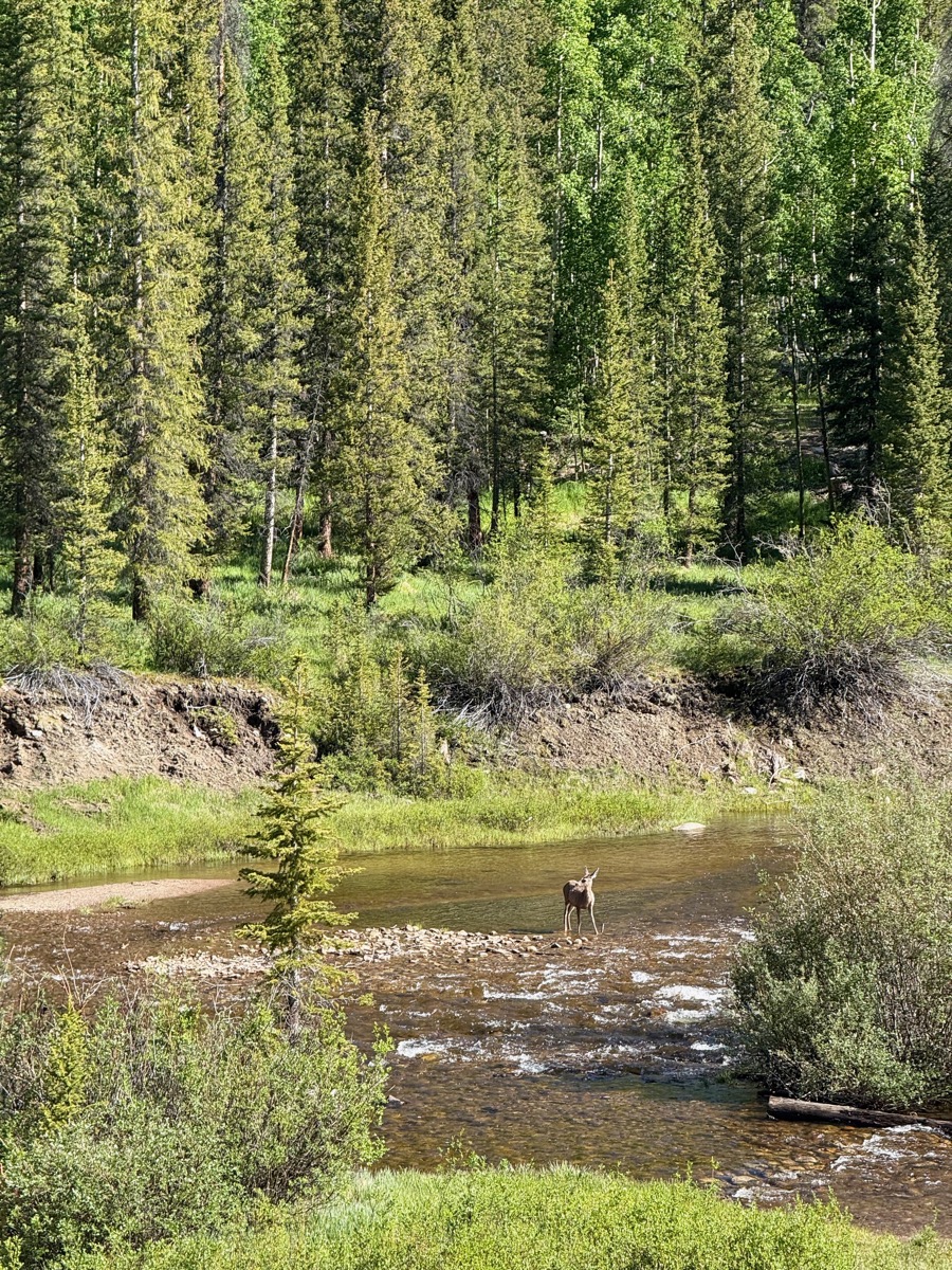A deer standing in a river