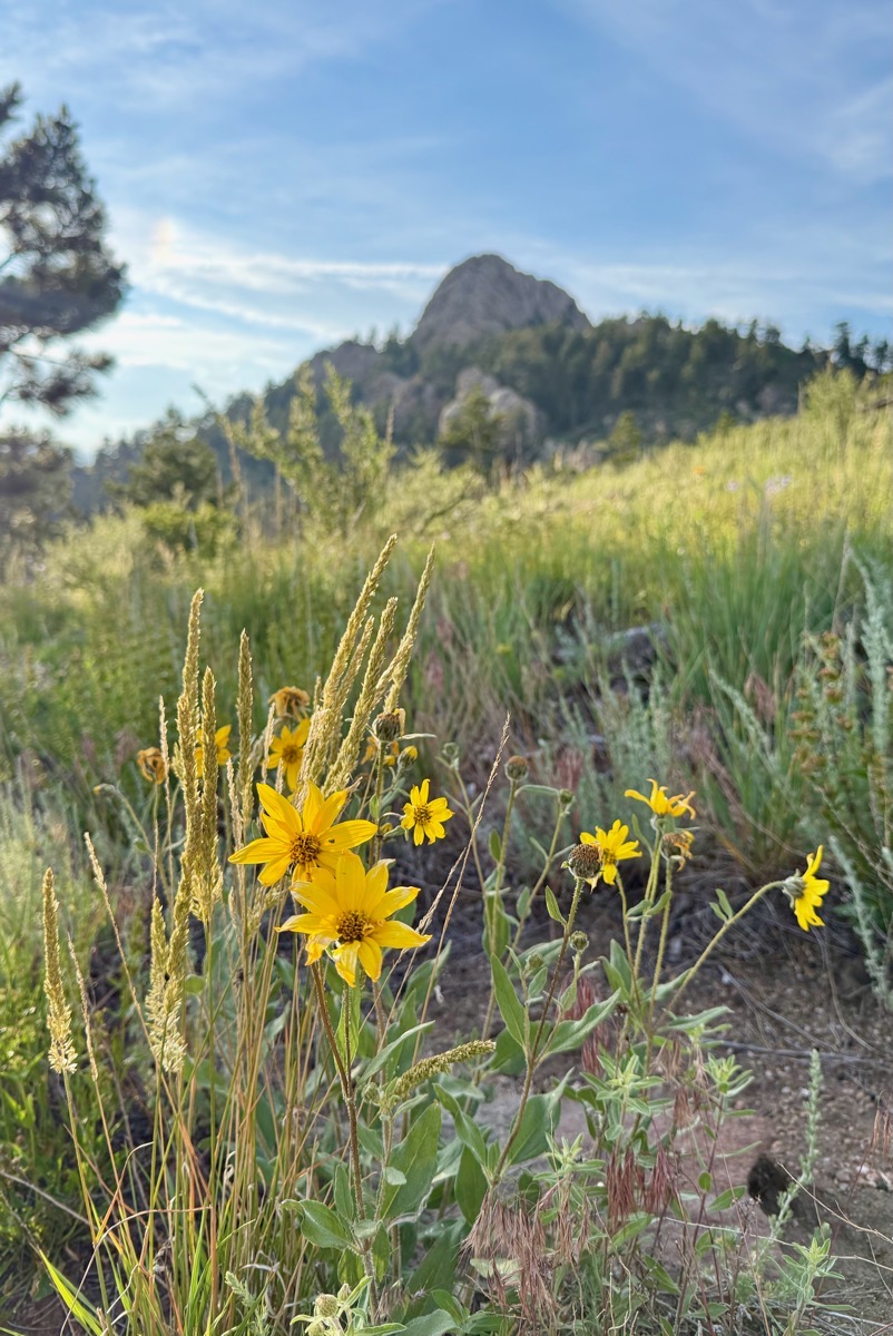 A wildflower on a mountain trail